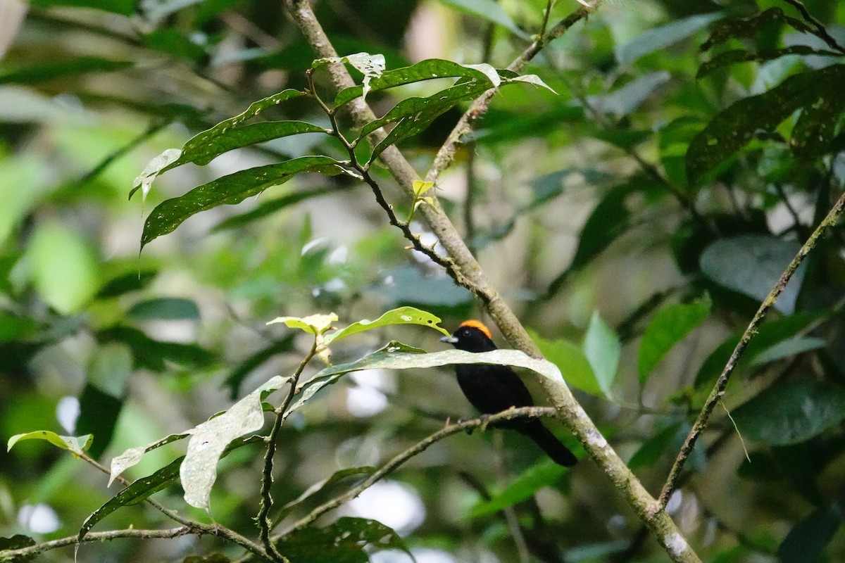 Tawny-crested Tanager - ML617864073