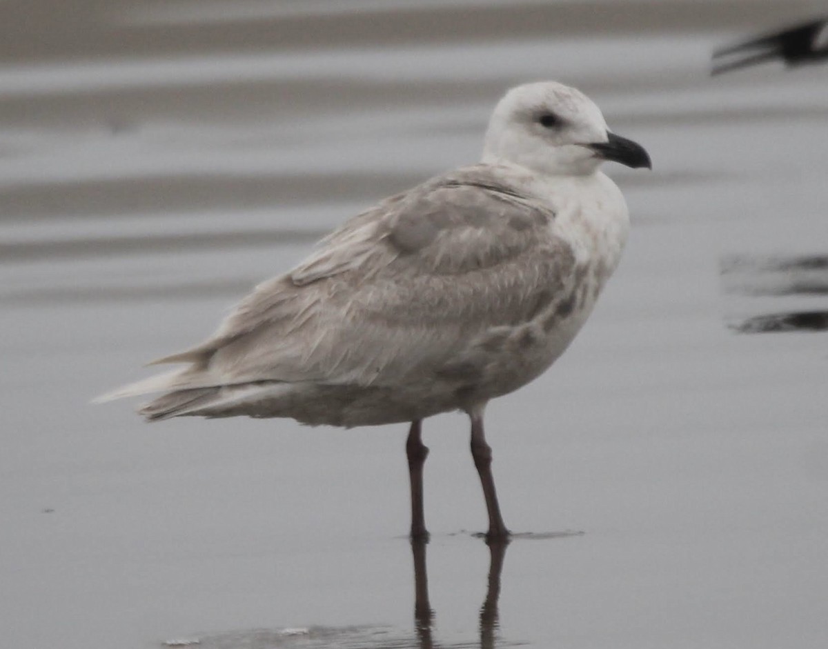 Glaucous-winged Gull - Lawrence Seeberger