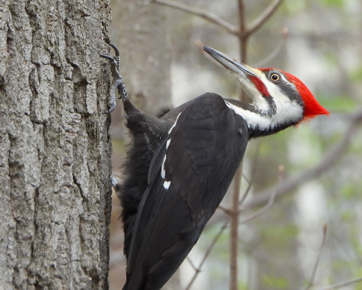 Pileated Woodpecker - ML617864123