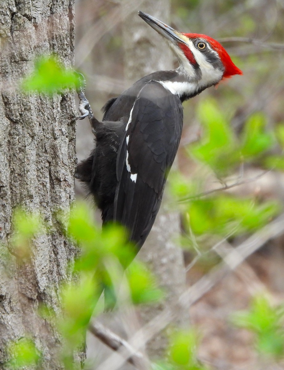 Pileated Woodpecker - Steven C