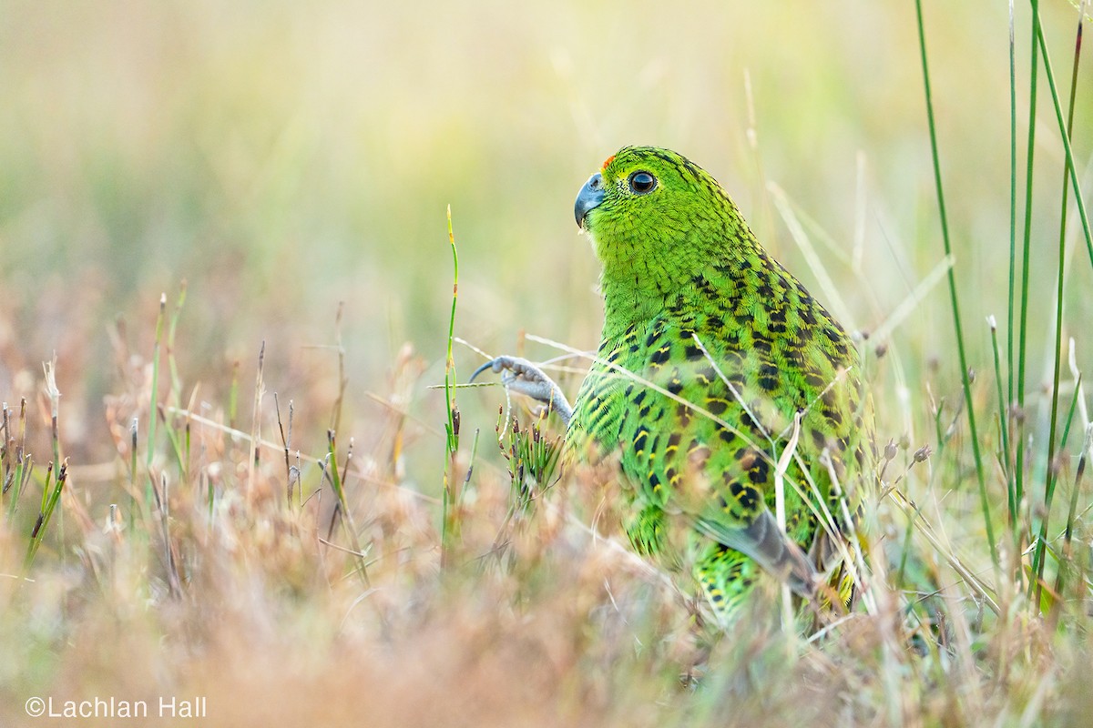 Ground Parrot - Lachlan Hall