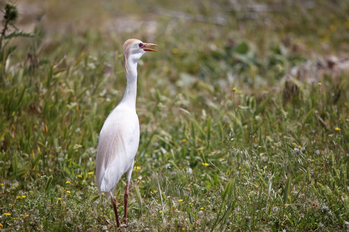 Western Cattle Egret - Ömer Işık