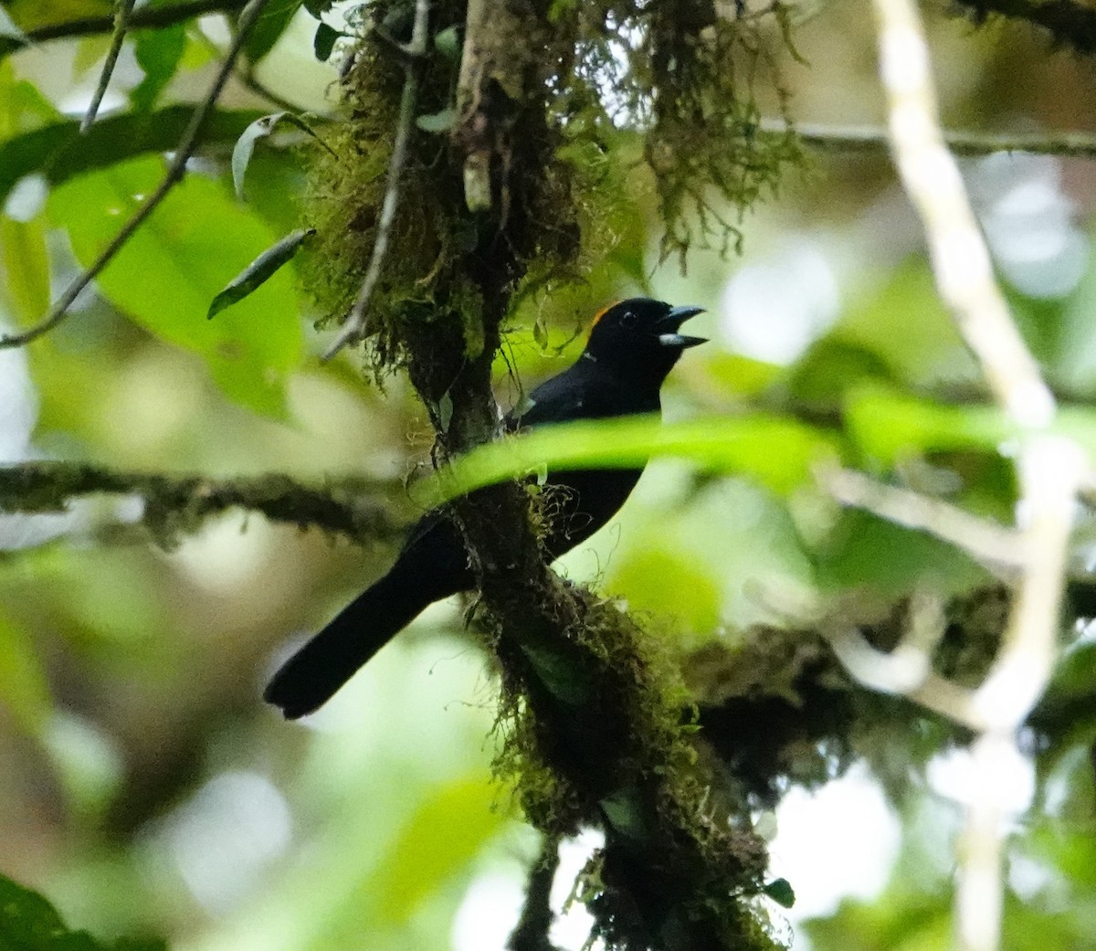 Tawny-crested Tanager - ML617864142
