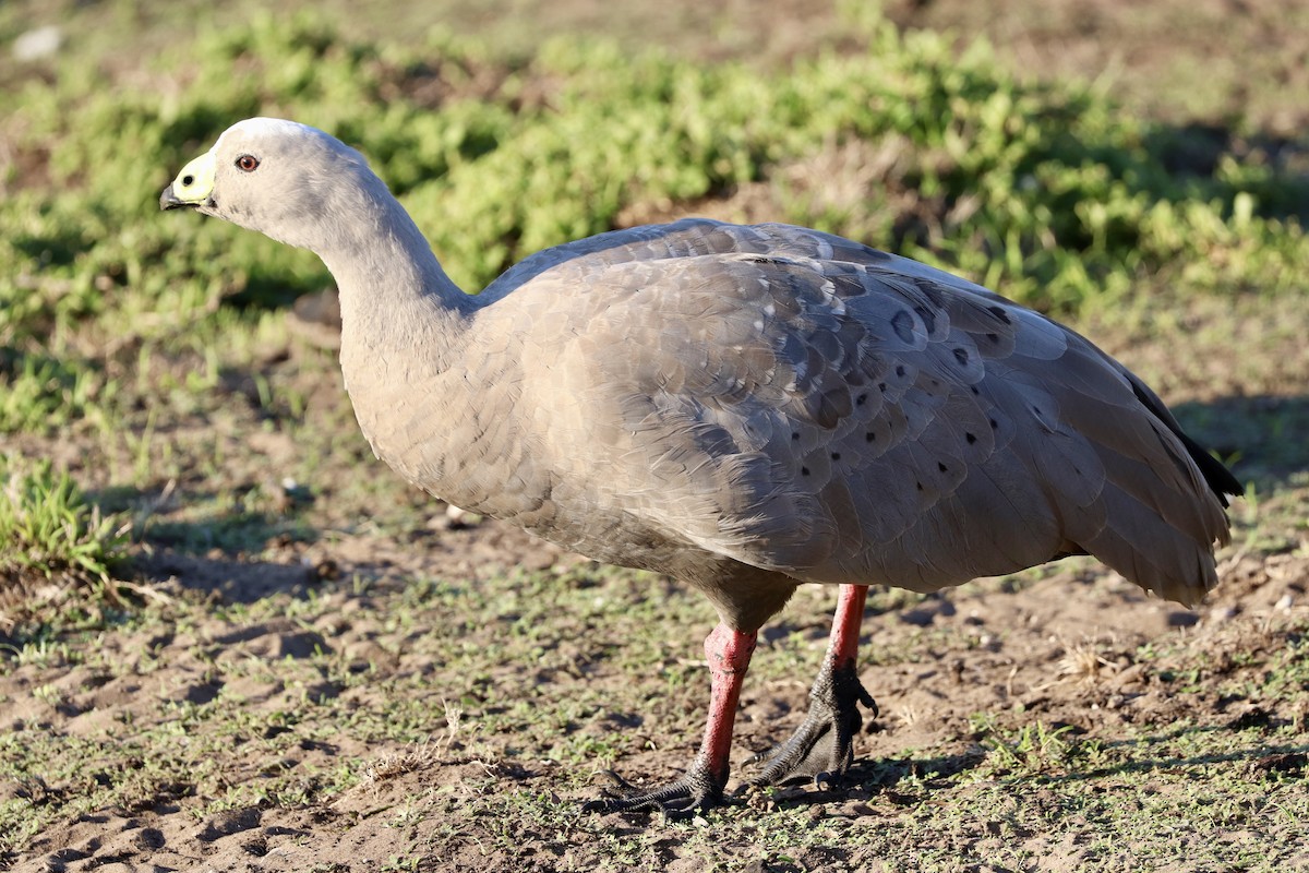 Cape Barren Goose - JR Kinander