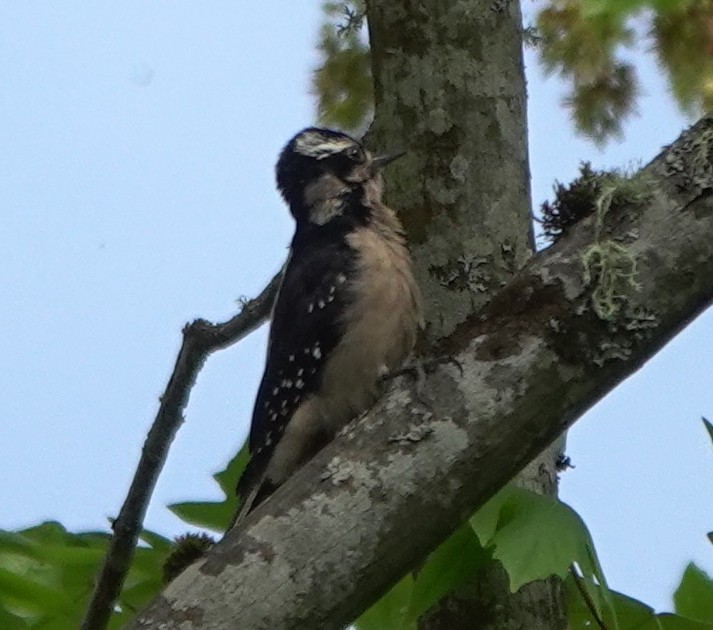 Hairy Woodpecker (Pacific) - Matt Dufort