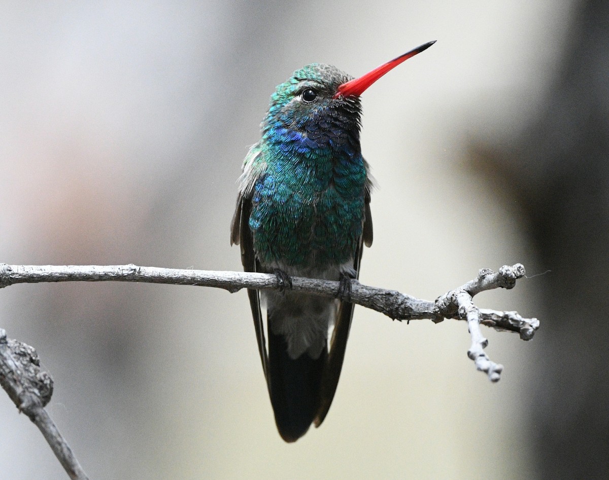 Broad-billed Hummingbird - ML617864167