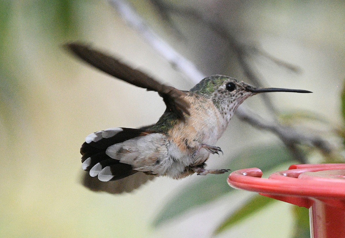 Broad-tailed Hummingbird - ML617864176