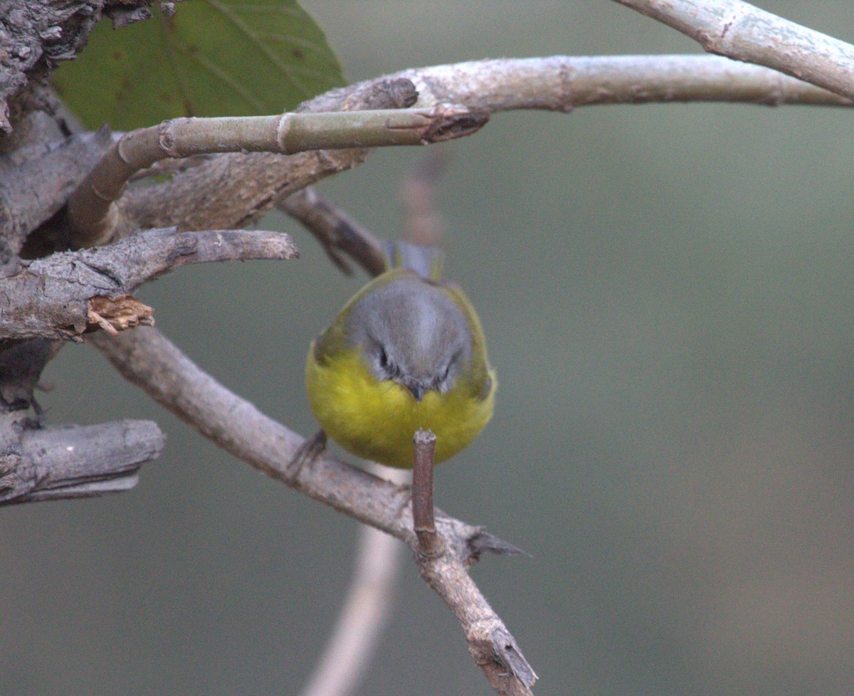Gray-hooded Warbler - PARTH PARIKH
