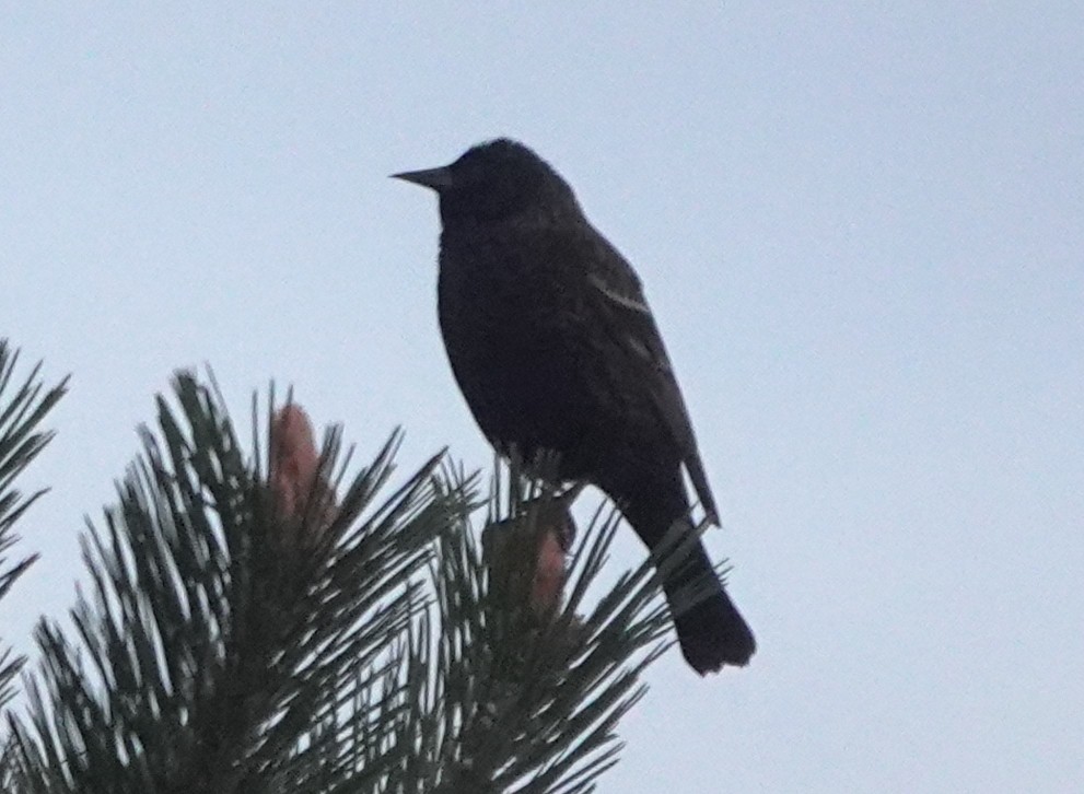Red-winged Blackbird (Red-winged) - ML617864208