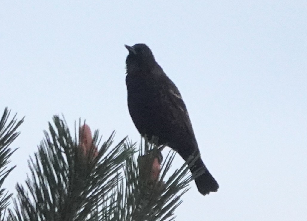 Red-winged Blackbird (Red-winged) - ML617864209