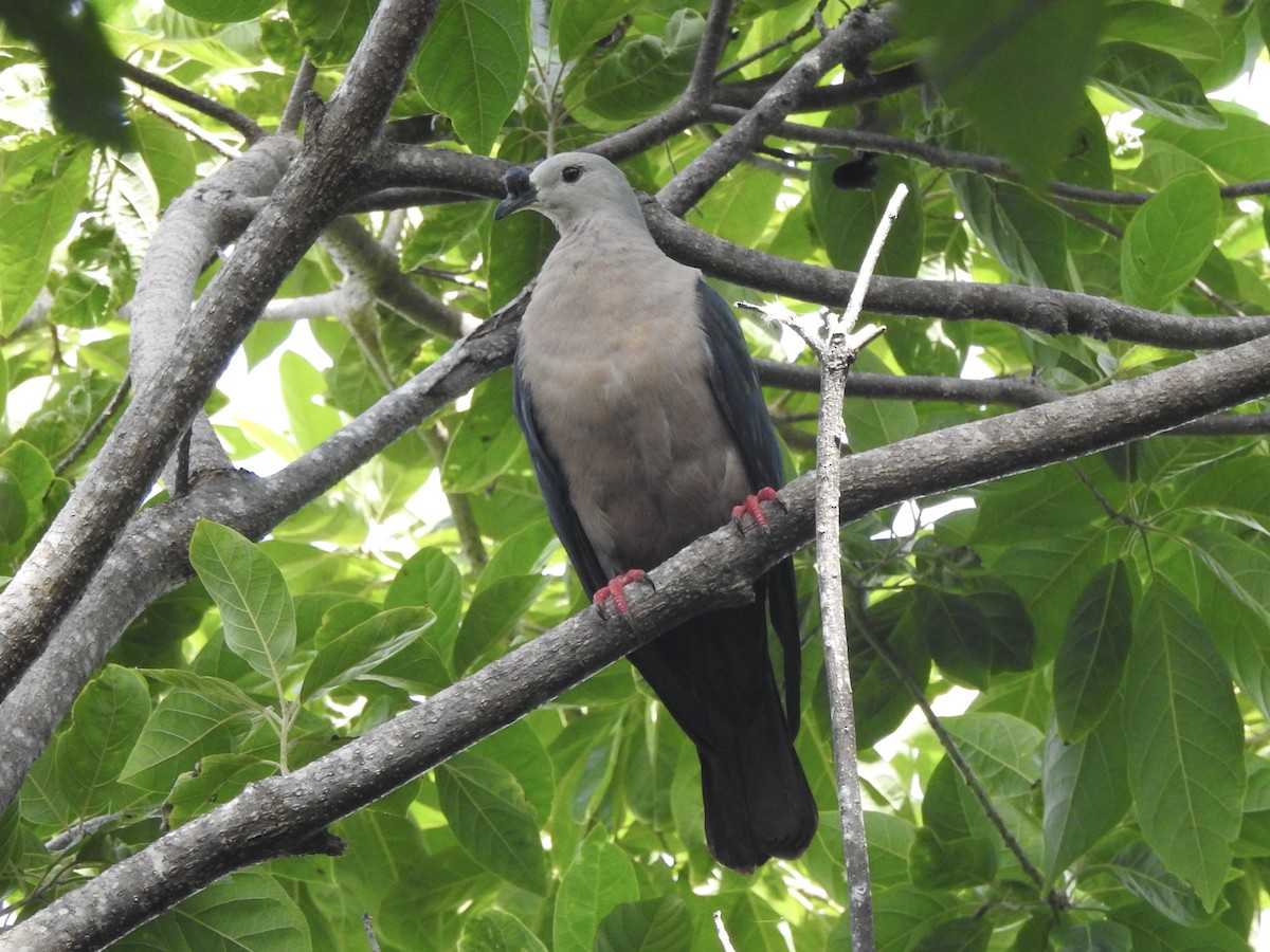 Pacific Imperial-Pigeon - ML617864237