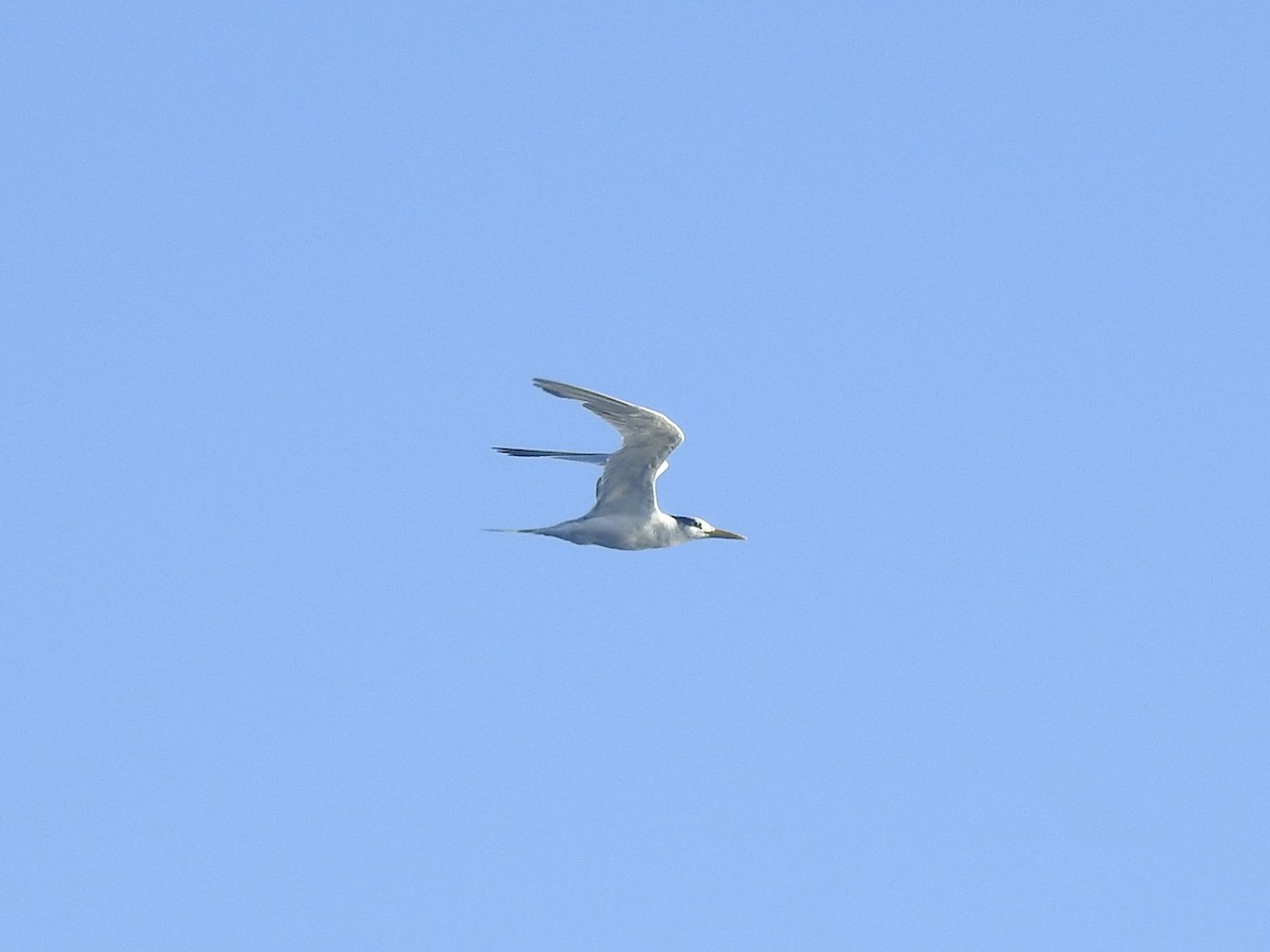 Great Crested Tern - Noam Markus