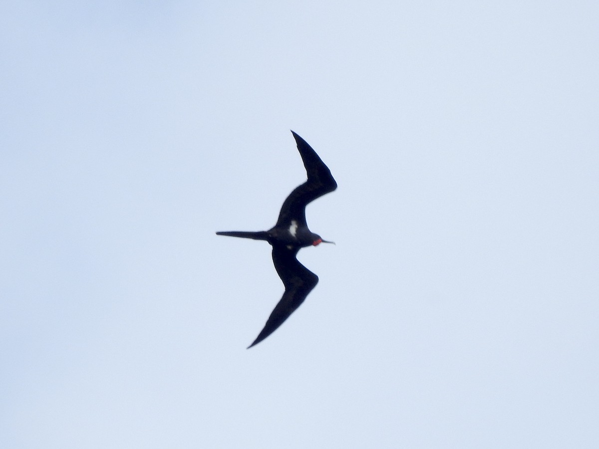 Lesser Frigatebird - Noam Markus