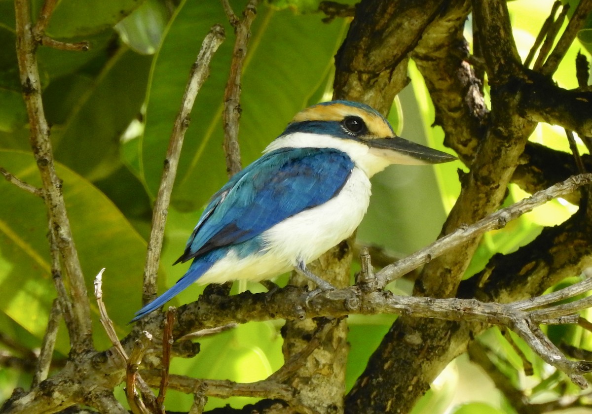 Pacific Kingfisher (South Pacific) - ML617864255