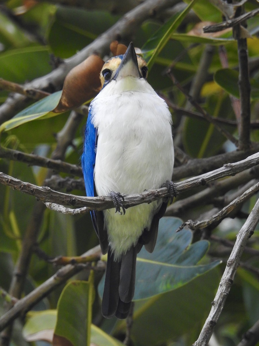 Pacific Kingfisher (South Pacific) - ML617864256