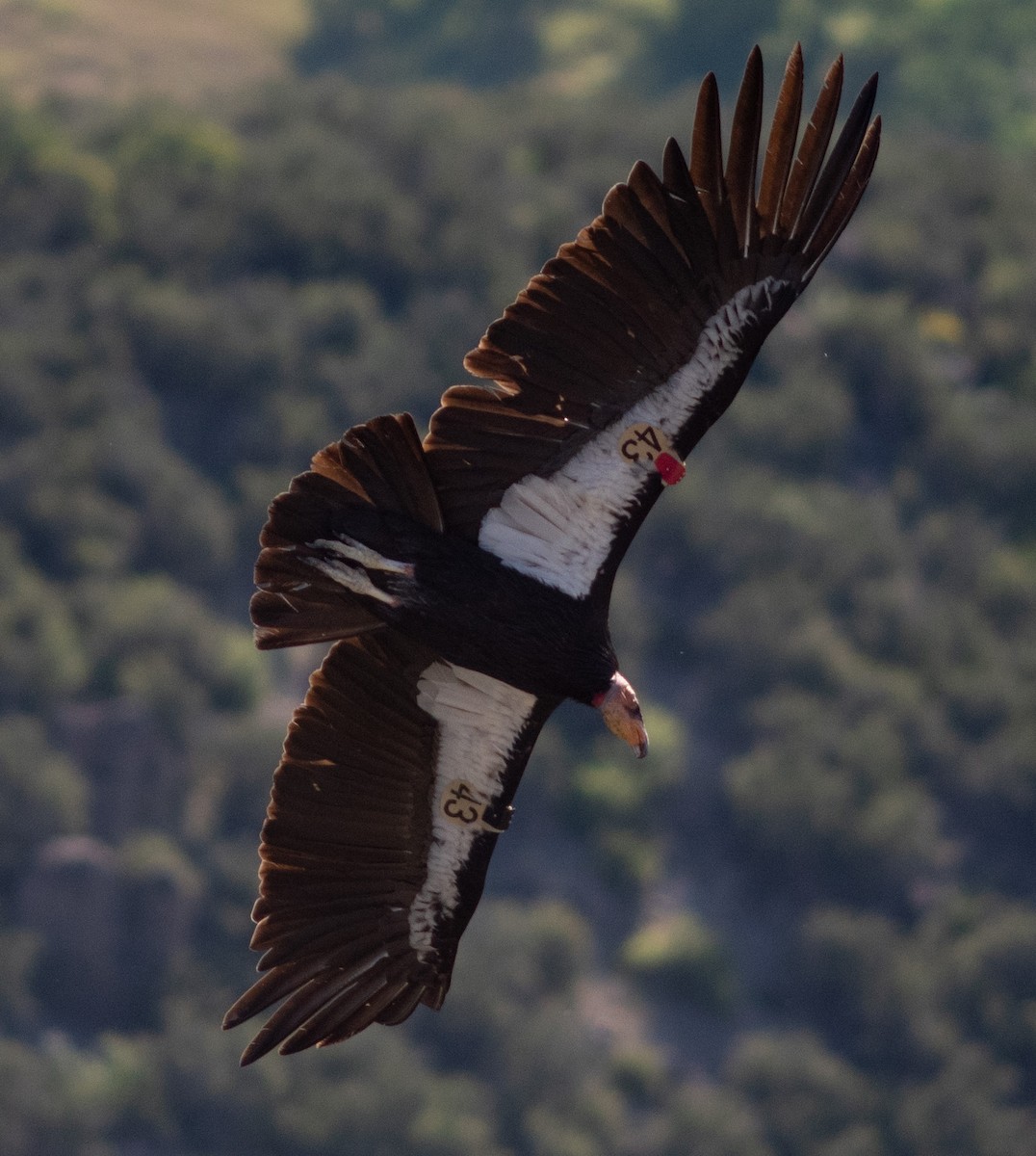 California Condor - ML617864277