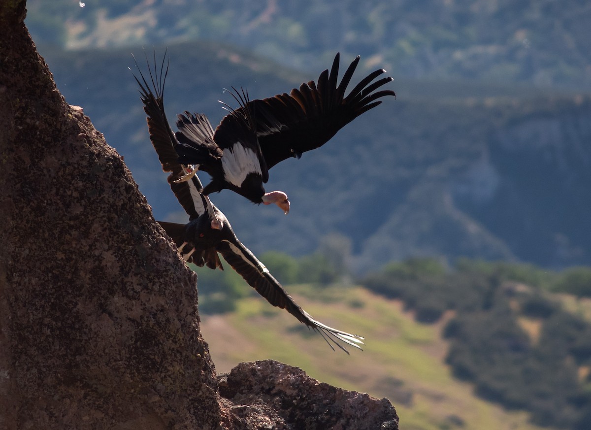 California Condor - ML617864279