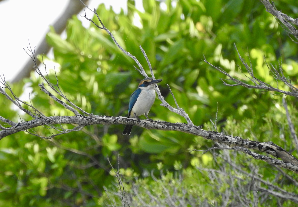 Pacific Kingfisher (South Pacific) - ML617864295
