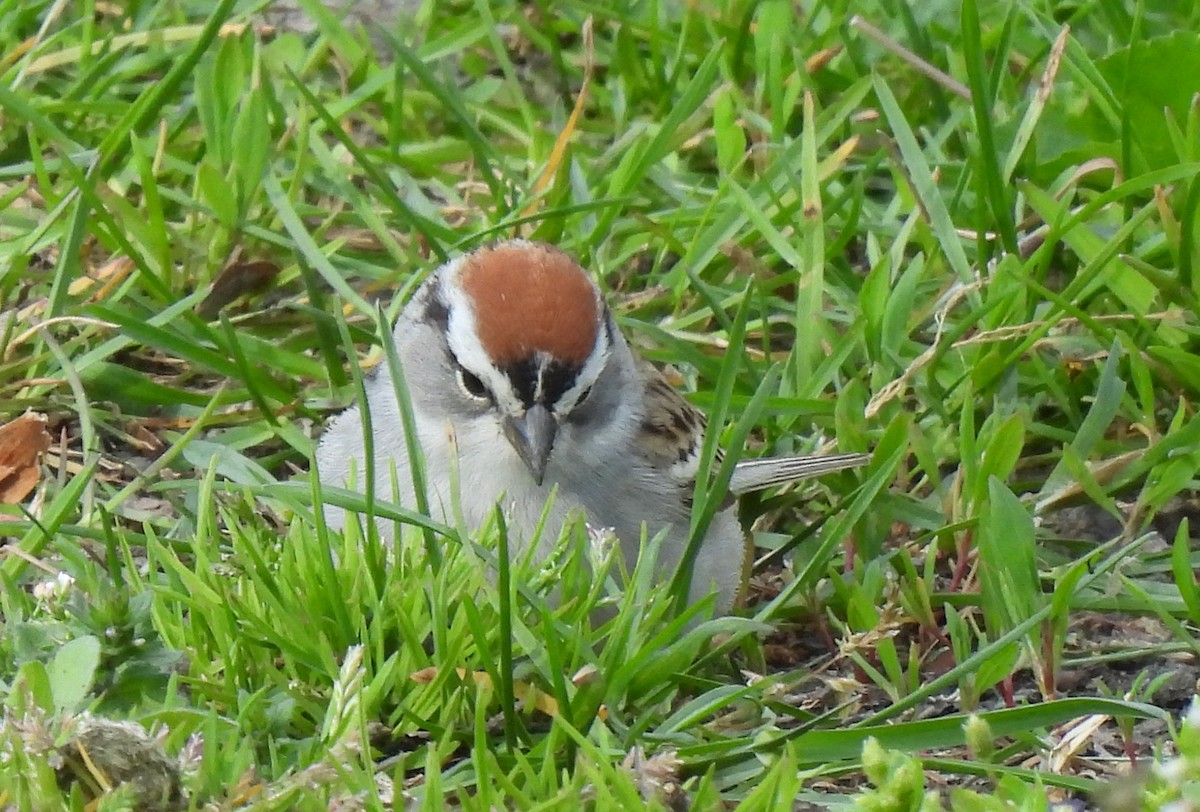 Chipping Sparrow - ML617864340