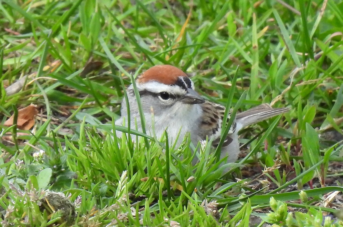 Chipping Sparrow - ML617864341