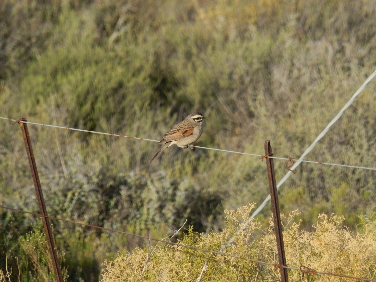 Cape Bunting - Andrew Cauldwell