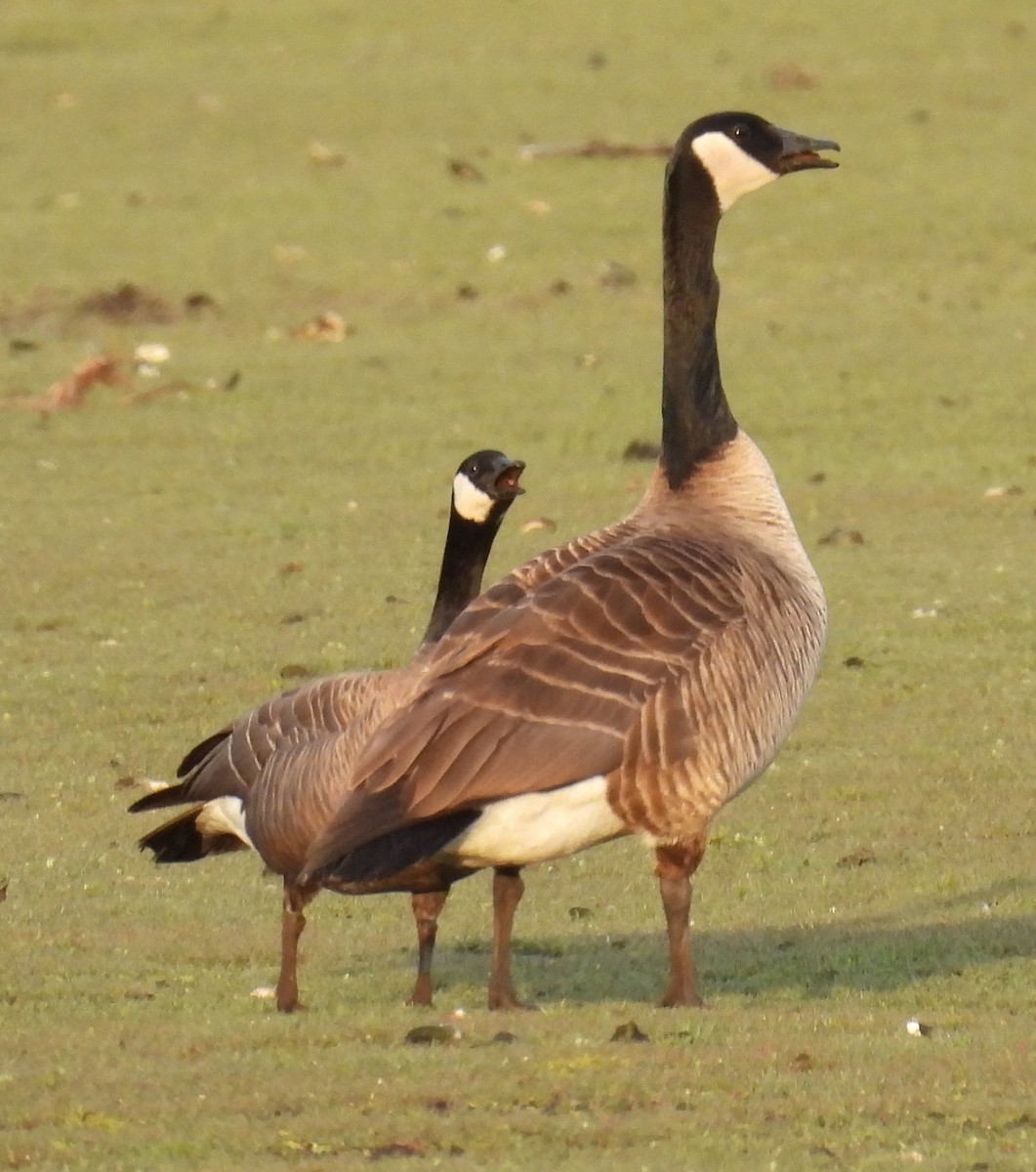 Cackling Goose (minima) - ML617864408