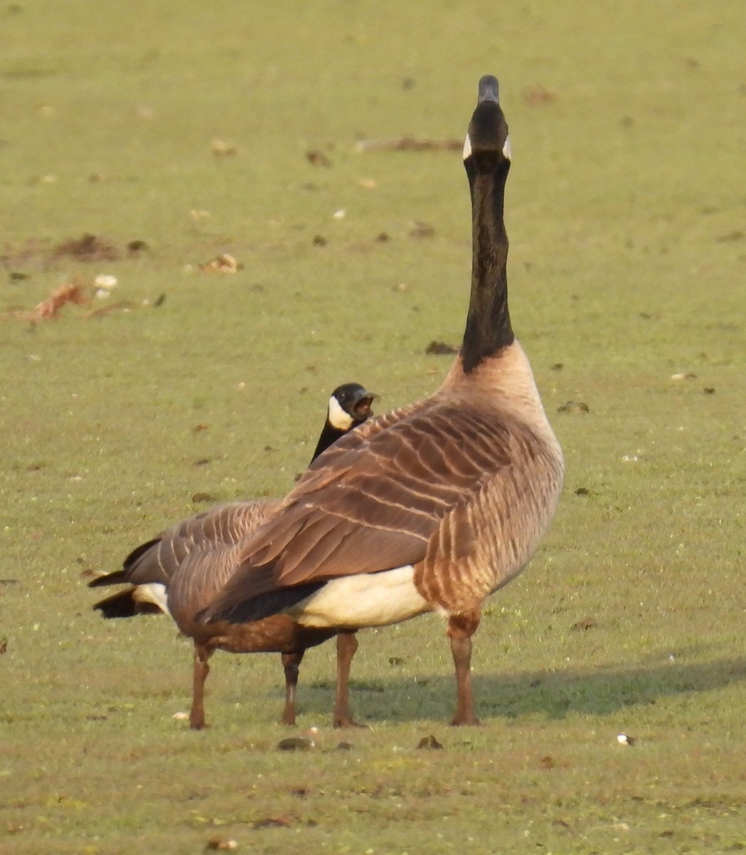 Cackling Goose (minima) - ML617864409