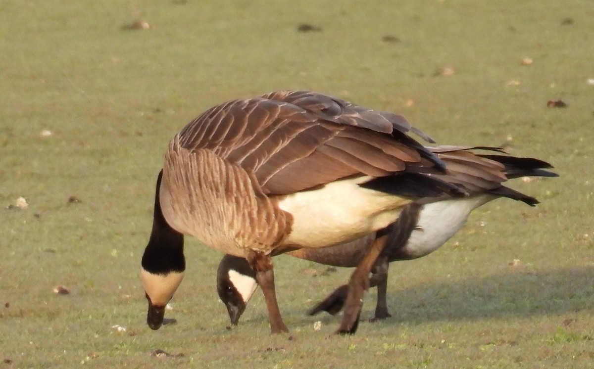 Cackling Goose (minima) - ML617864414