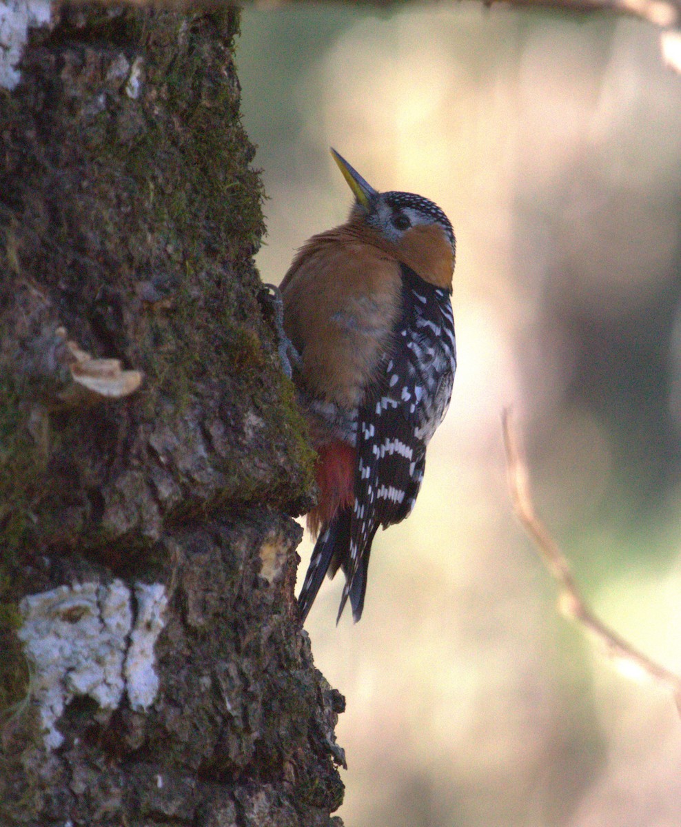 Rufous-bellied Woodpecker - PARTH PARIKH