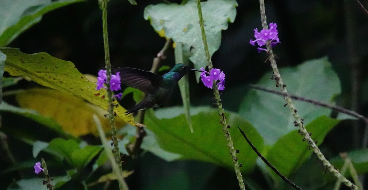 Blue-chested Hummingbird - ML617864431