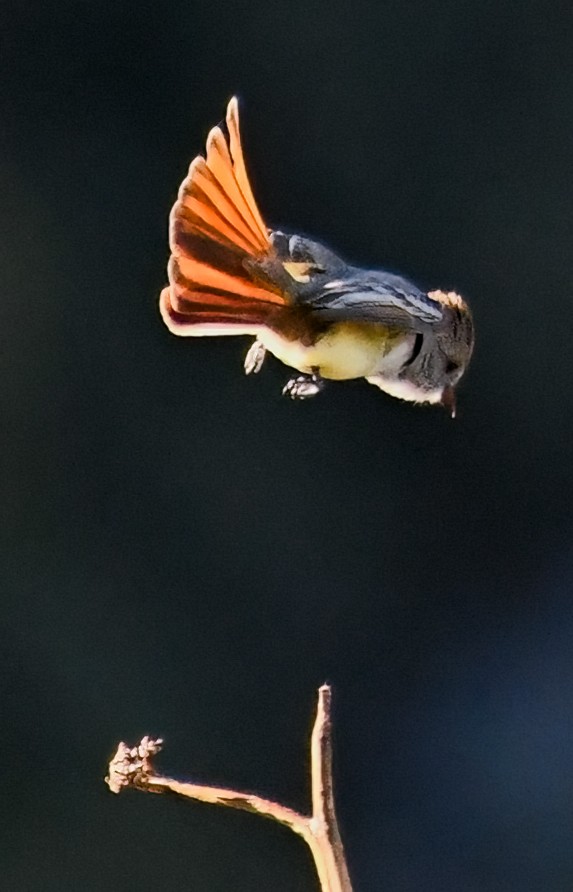 Ash-throated Flycatcher - Jeff Goulding