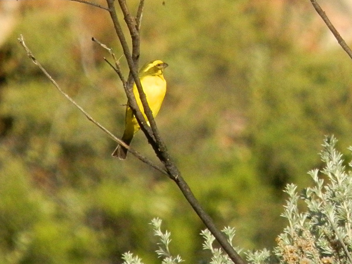 Yellow Canary - ML617864524