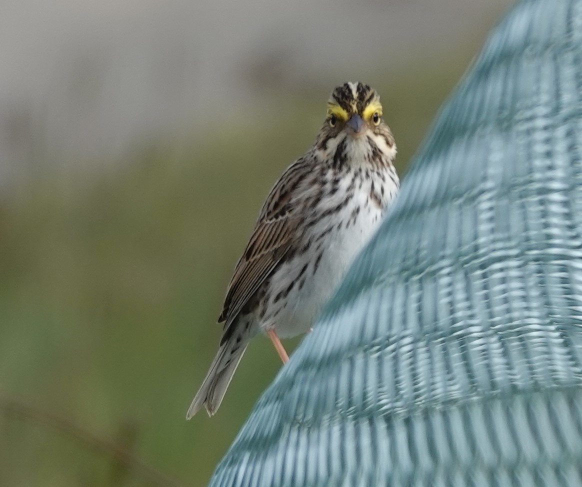 Savannah Sparrow - franci Holtslander