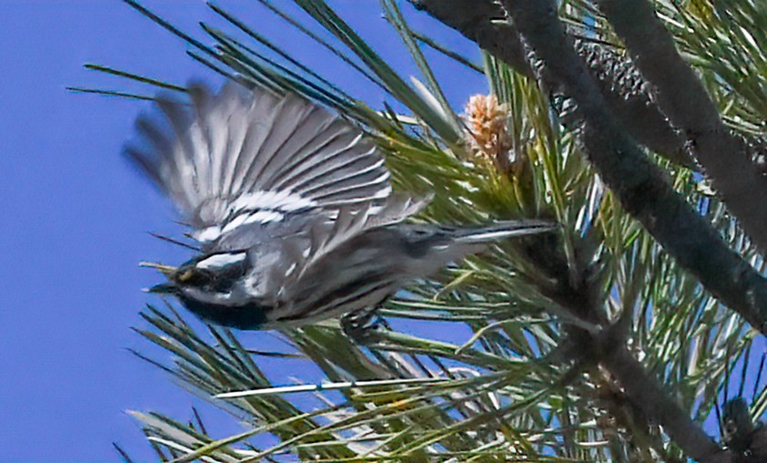 Black-throated Gray Warbler - ML617864562