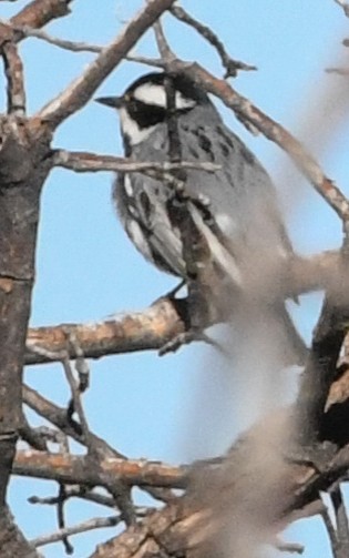 Black-throated Gray Warbler - ML617864563