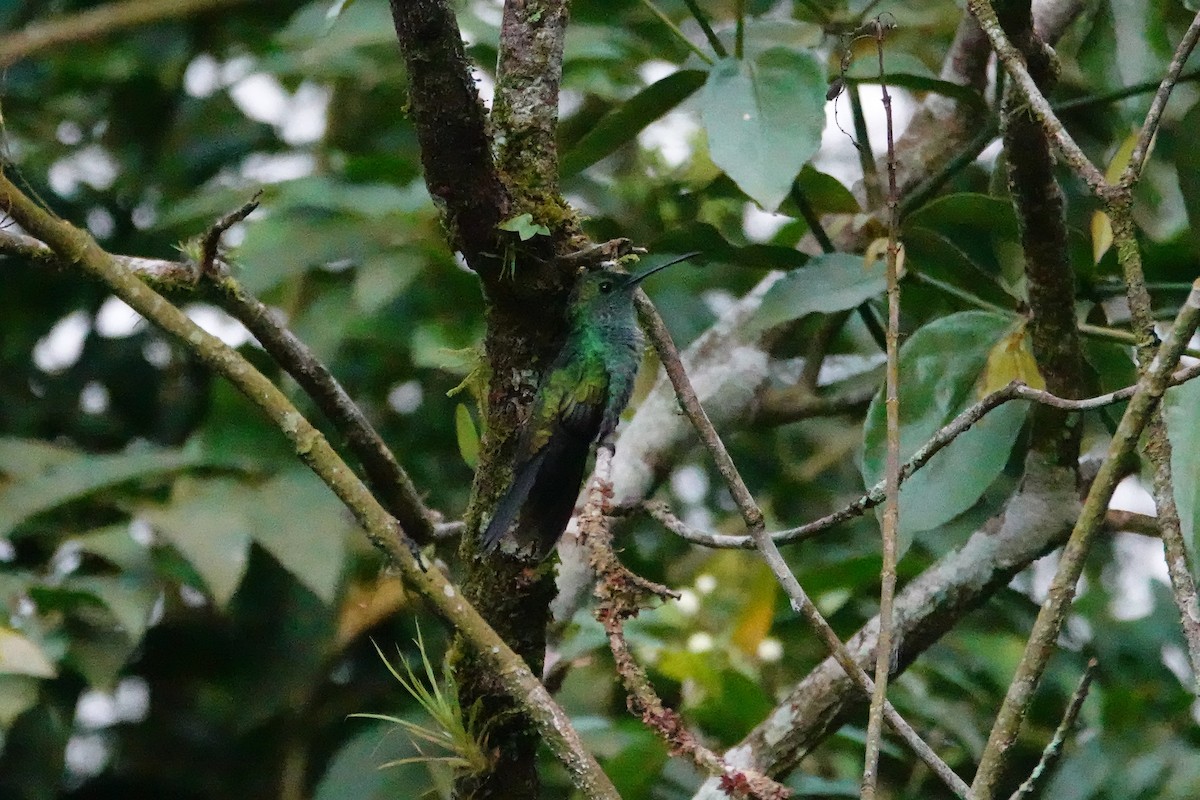 Blue-chested Hummingbird - ML617864620