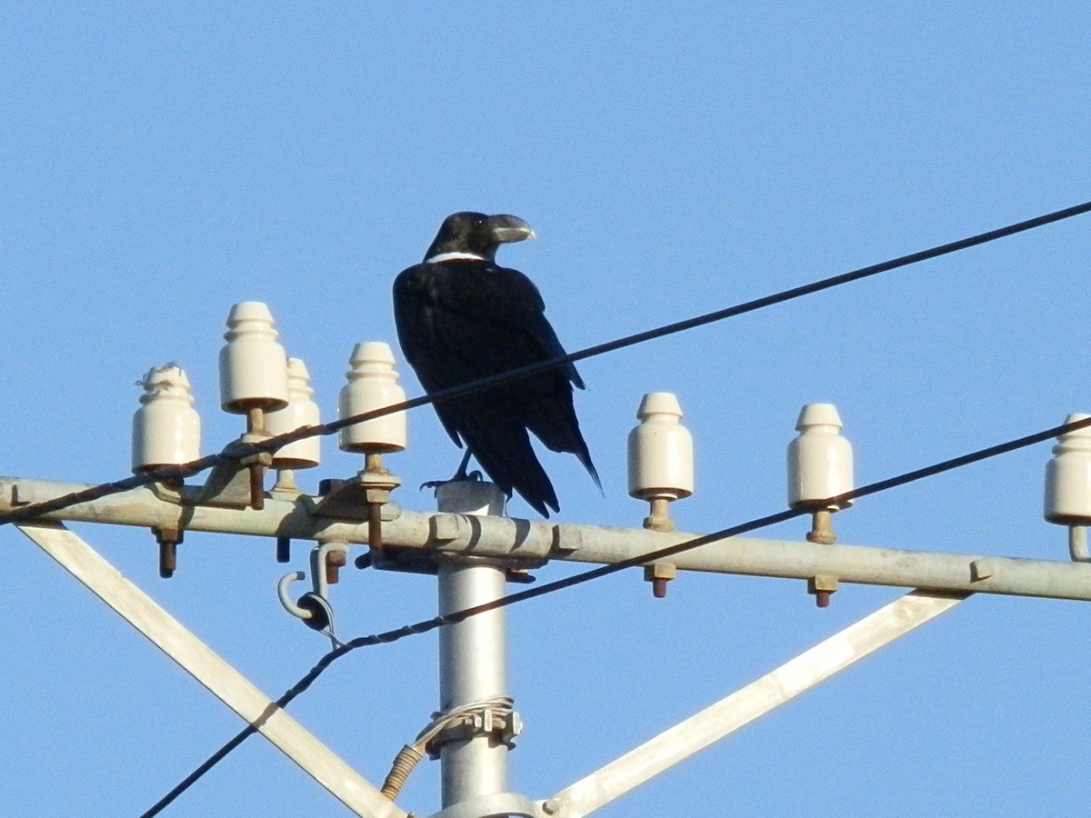 White-necked Raven - ML617864645