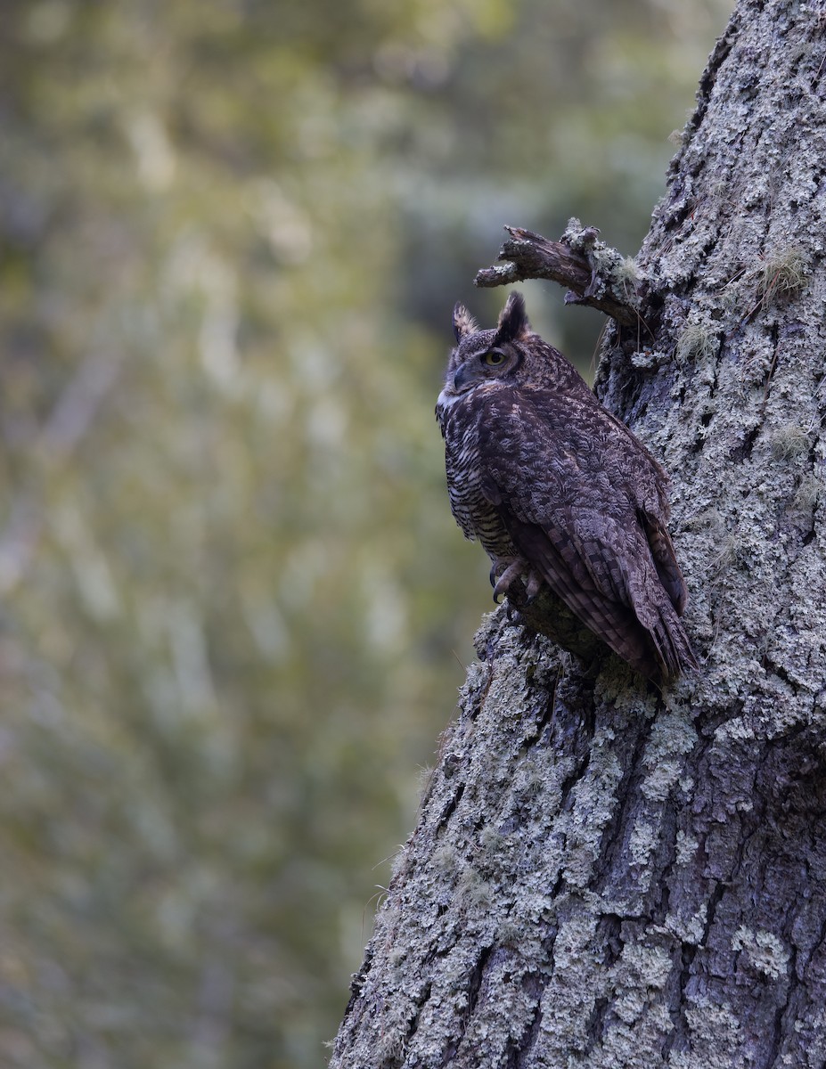 Great Horned Owl - ML617864706