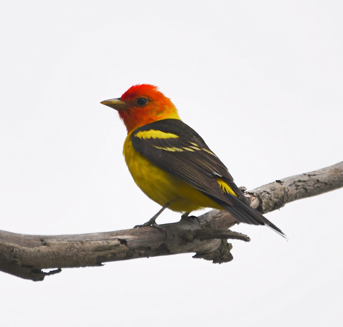 Western Tanager - ML617864729