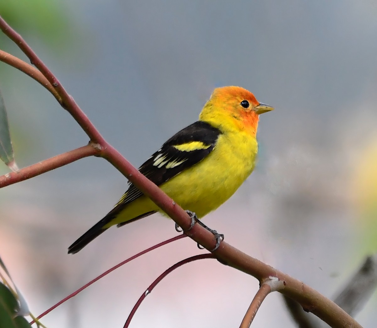 Western Tanager - ML617864736