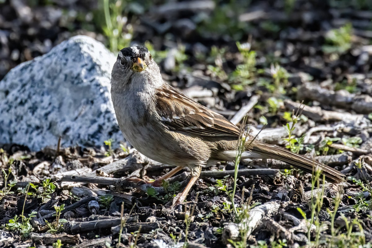 White-crowned Sparrow - Bob Church
