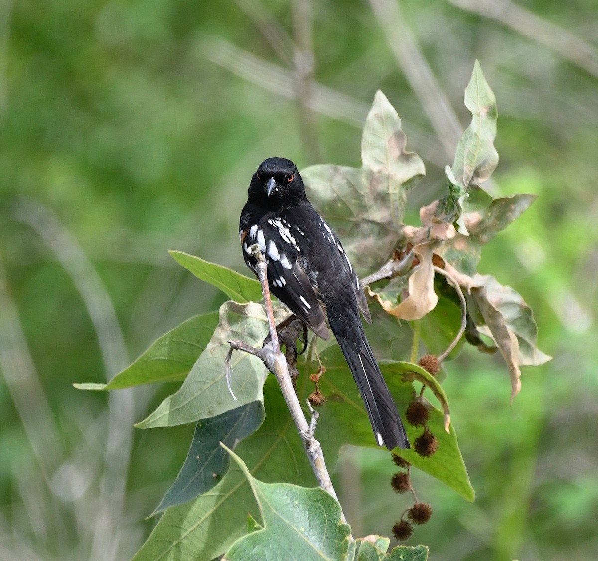 Spotted Towhee - ML617864791