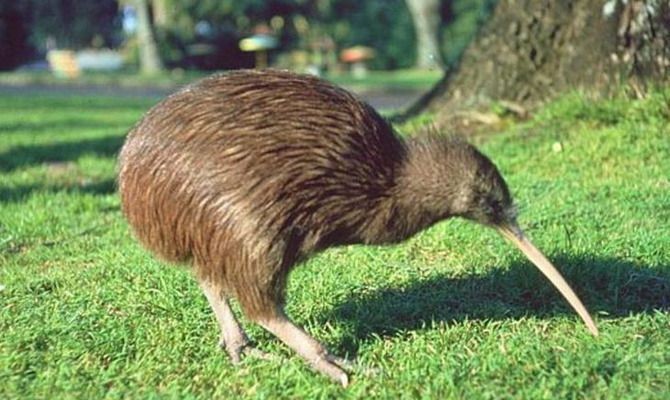 Great Spotted Kiwi - ML617864828