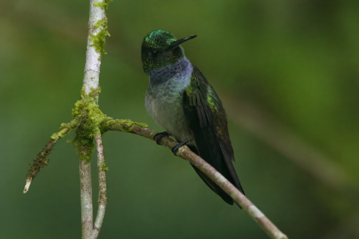 Blue-chested Hummingbird - Gareth Bowes