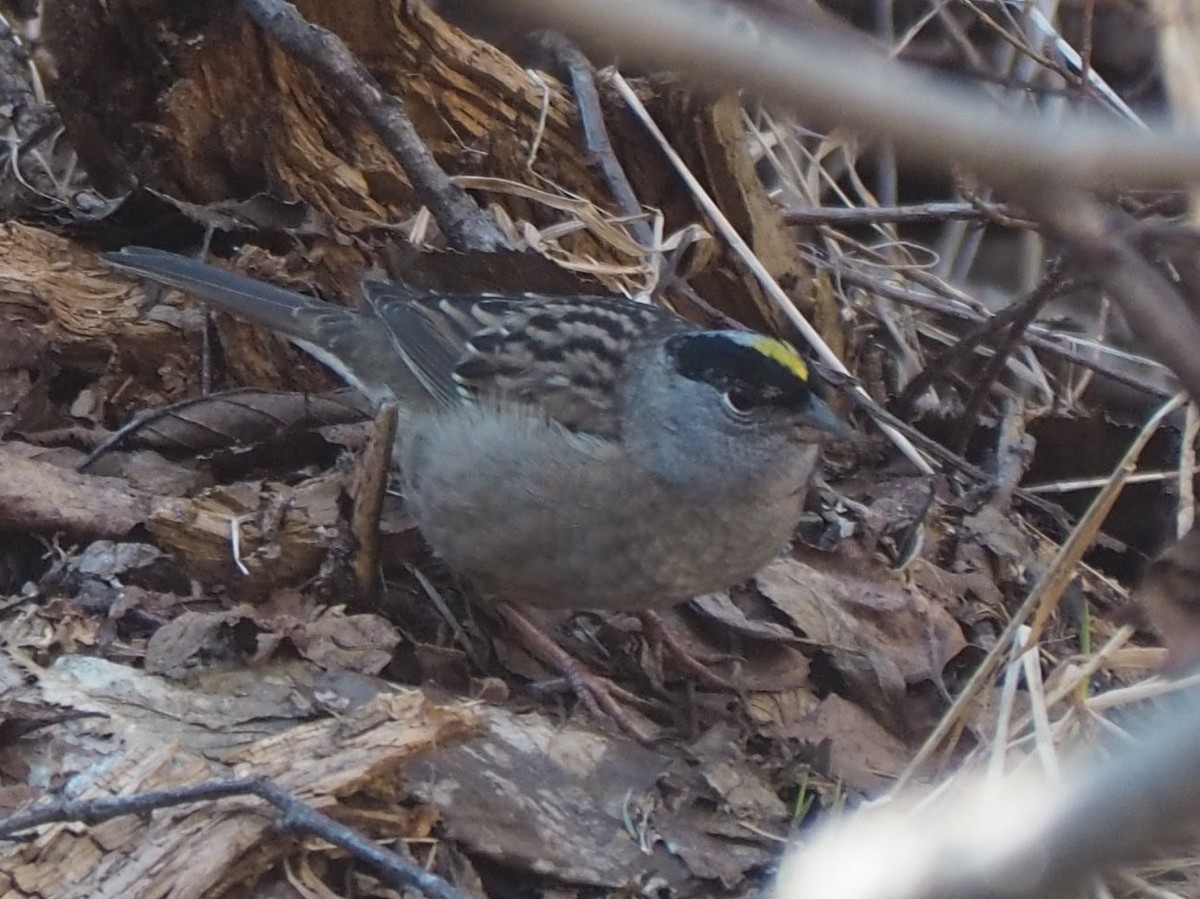 Golden-crowned Sparrow - ML617864857