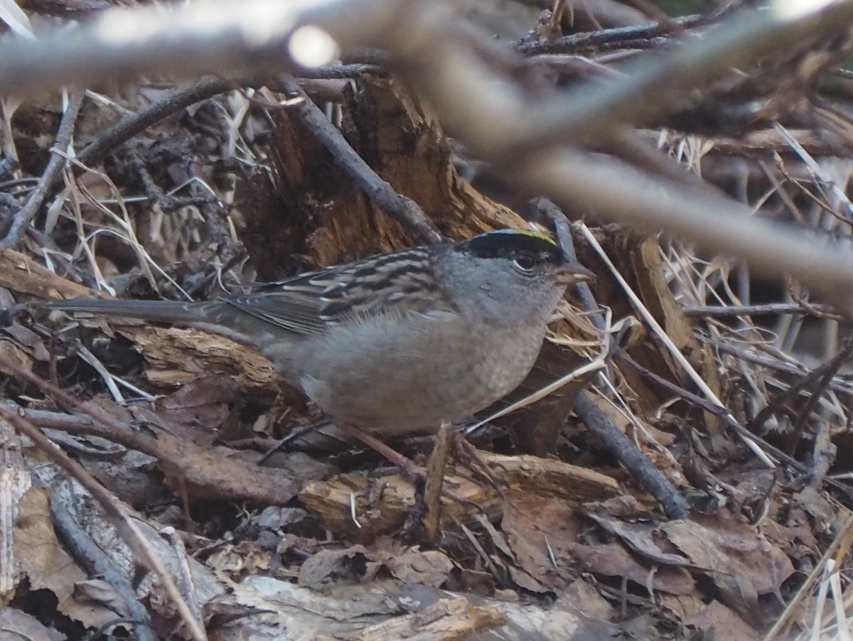 Golden-crowned Sparrow - ML617864859