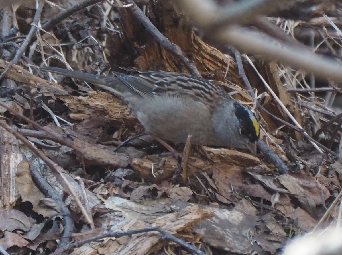 Golden-crowned Sparrow - Maya Heubner