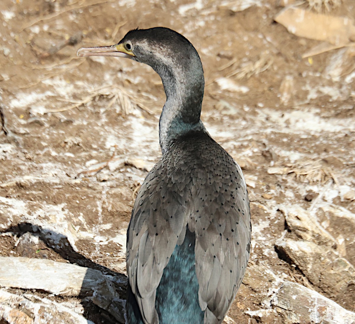 Spotted Shag - ML617864871