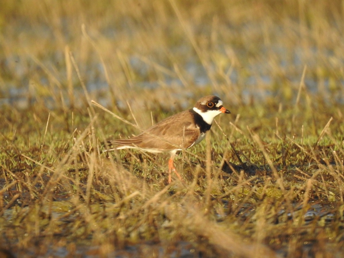 Semipalmated Plover - Frank Fabbro