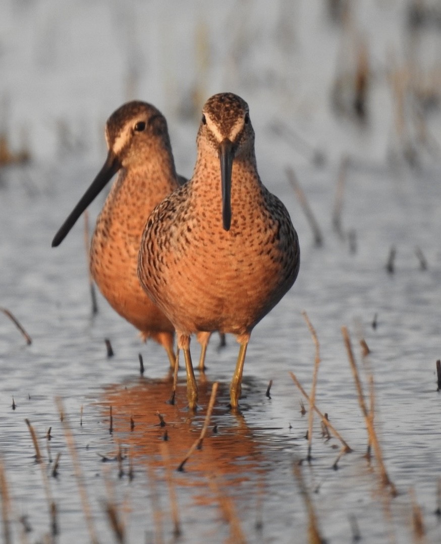 Long-billed Dowitcher - ML617864922